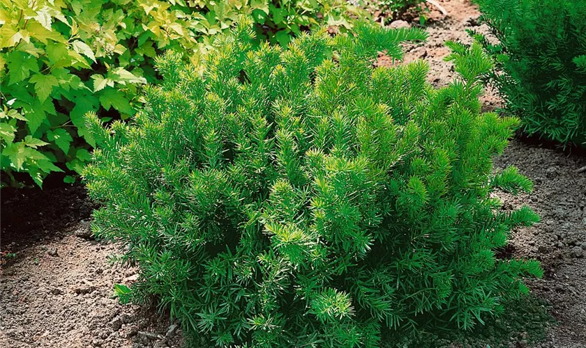 Taxus x media 'Sebian'