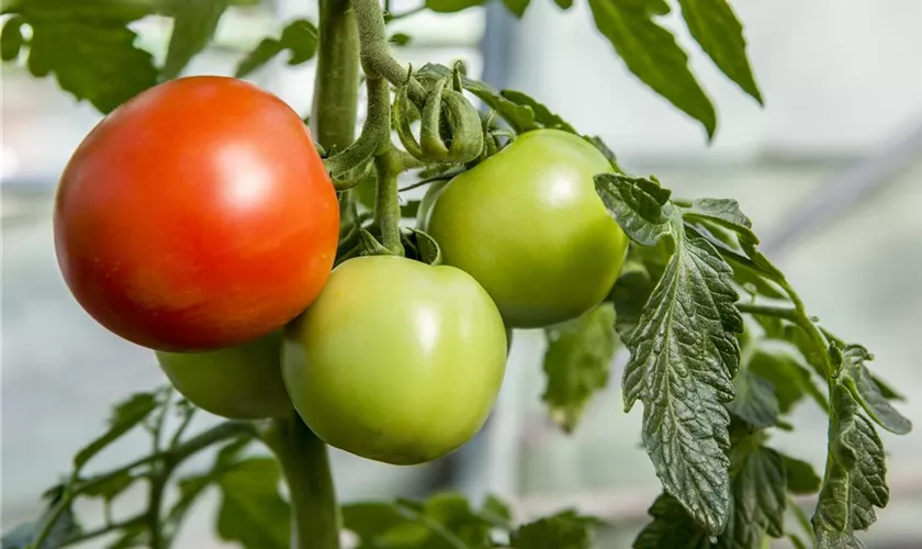 Tomate 'Cristal' 