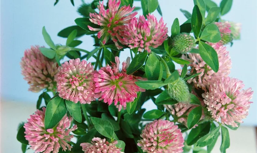 Trifolium pratense