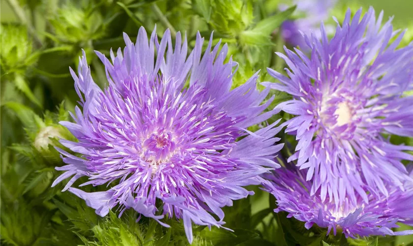 Stokesia laevis 'Mels Blue'