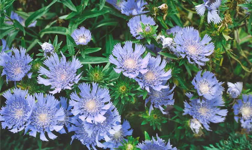 Stokesia laevis 'Peachie´s Pick'