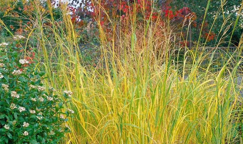 Spartina pectinata