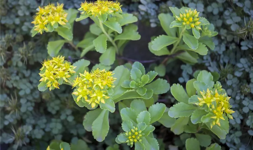 Sedum kamtschaticum