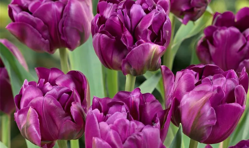 Tulipa 'Double Negrita'