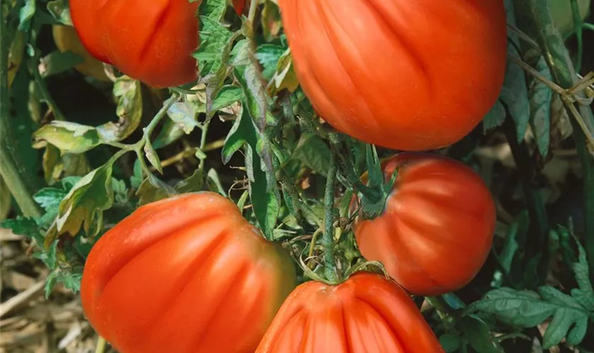 Solanum lycopersicum 'Degheio'