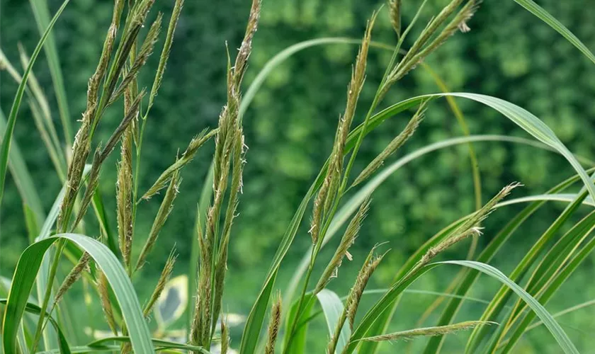 Spartina pectinata 'Aureomarginata'