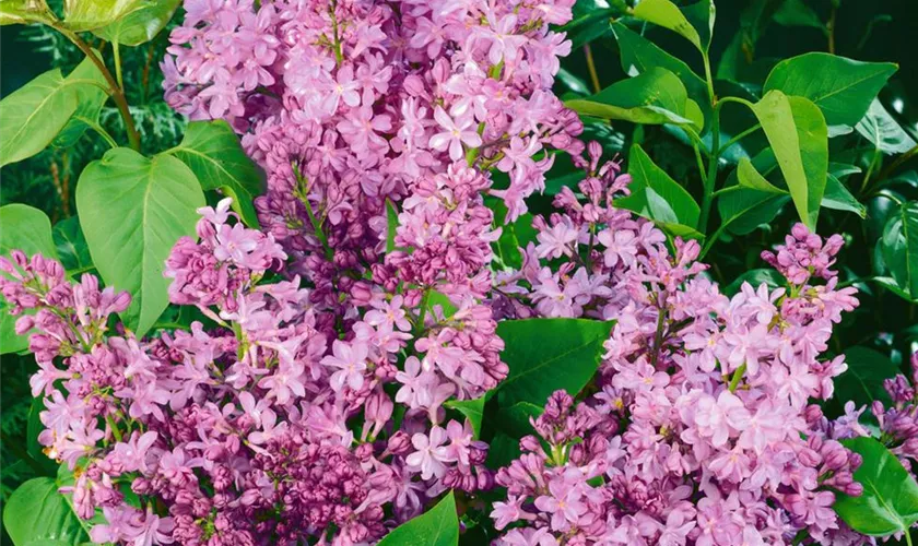 Syringa vulgaris 'Flamingo'®