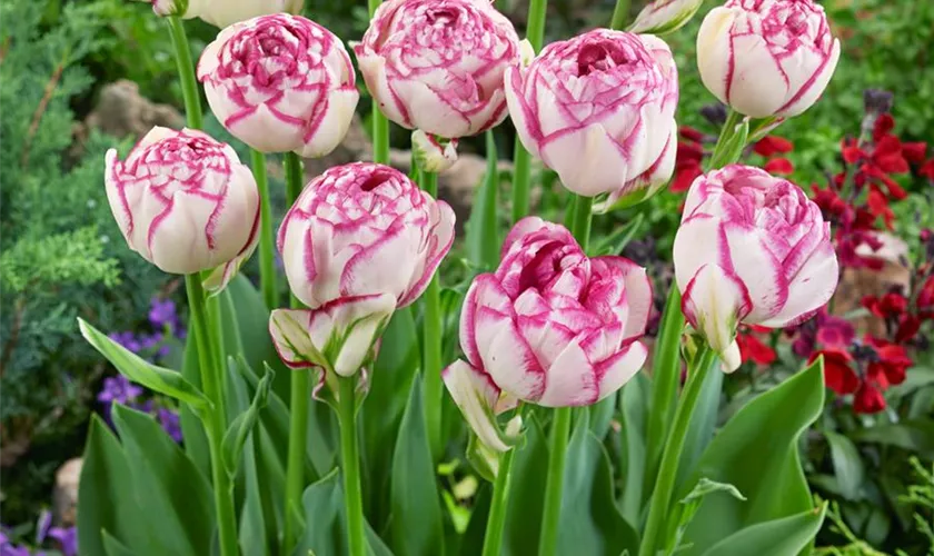 Tulipa 'Double Touch'