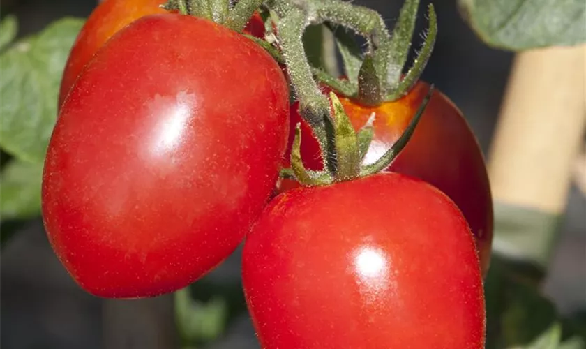 Solanum lycopersicum 'Diabolik'