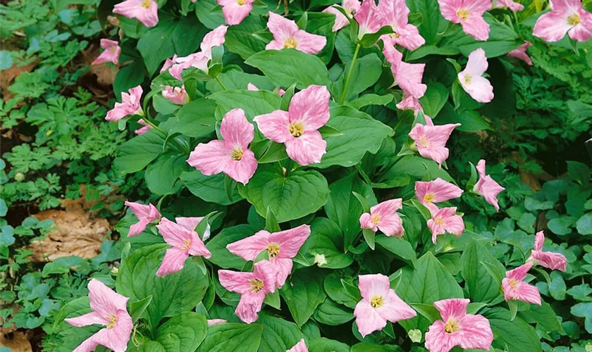 Trillium erectum