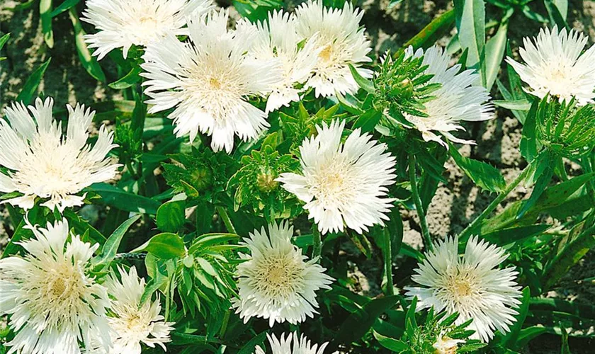 Stokesia laevis 'Träumerei'