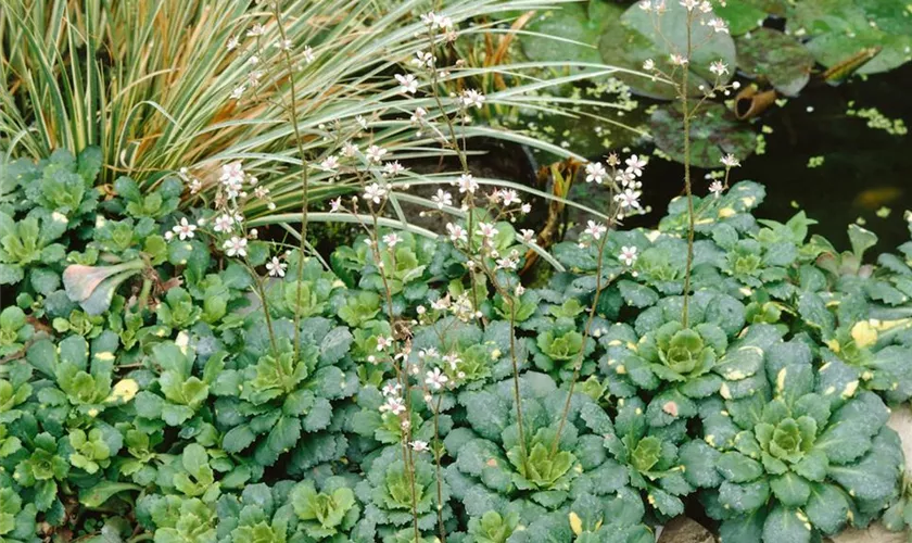 Bastard-Garten-Porzellanblümchen 'Aureopunctata'