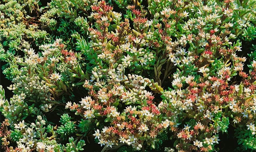 Sedum lydium 'Glaucum'