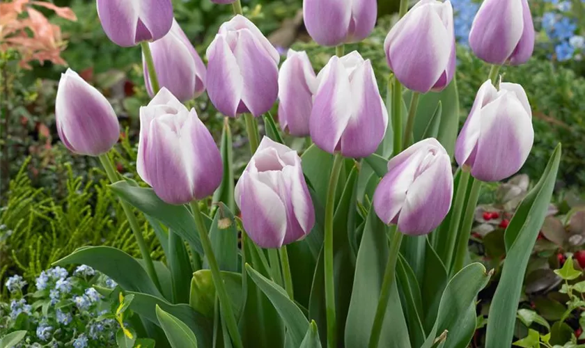 Tulipa 'Dreaming Maid'