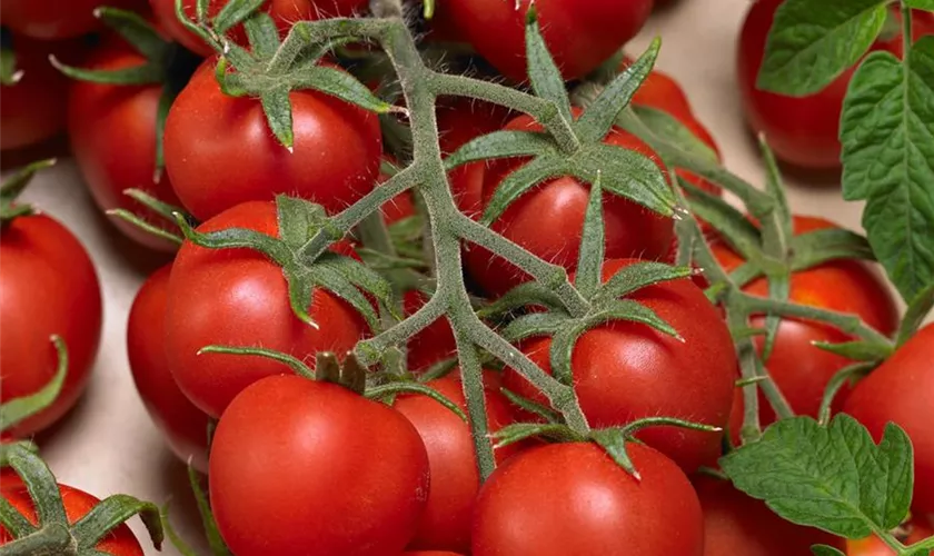 Solanum lycopersicum 'Diplom'