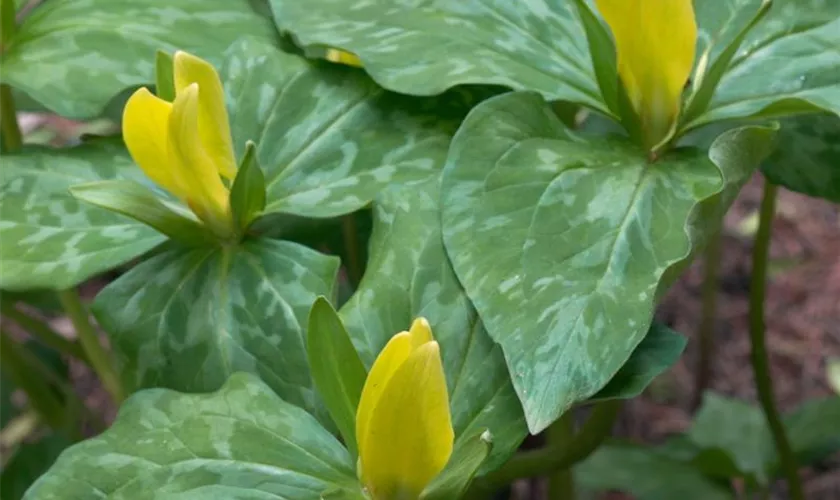 Trillium luteum