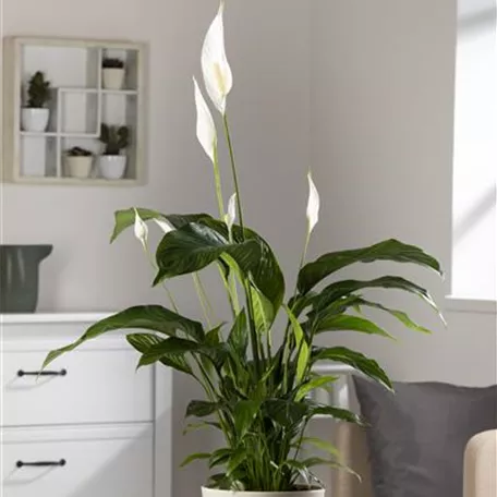 Spathiphyllum floribundum 'Alfetta'