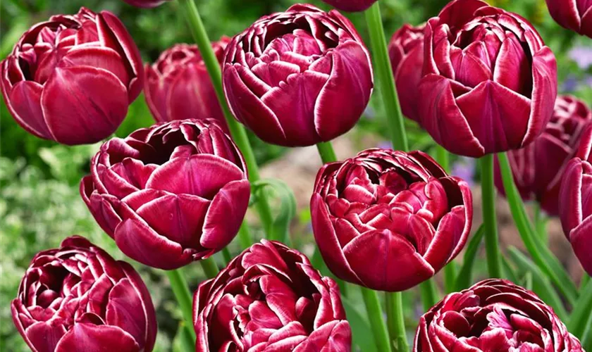 Tulipa 'Dreamtouch'