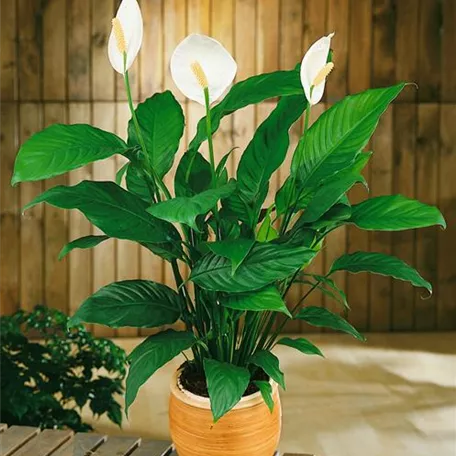 Spathiphyllum floribundum 'Compacto Cupido'®