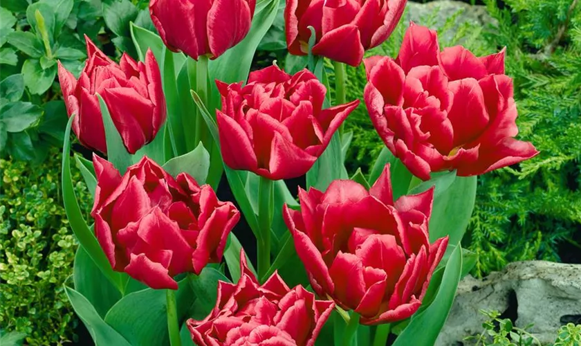 Tulipa 'Electra'