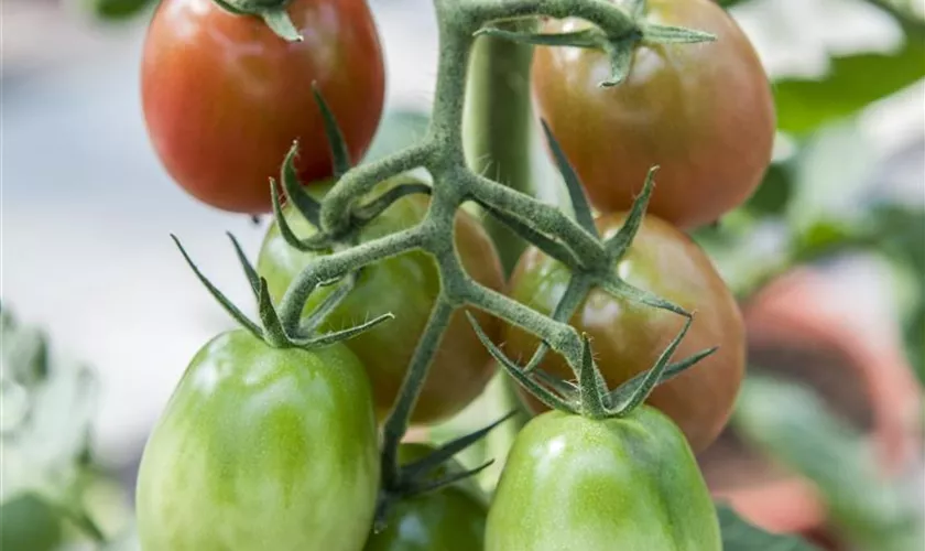 Tomate 'Eier'