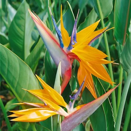 Paradiesvogelblume 'Papagei'