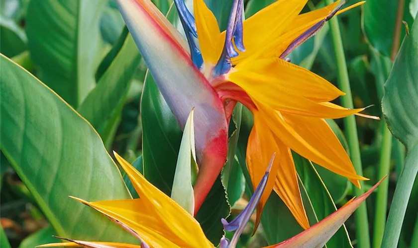 Strelitzia reginae 'Papagei'