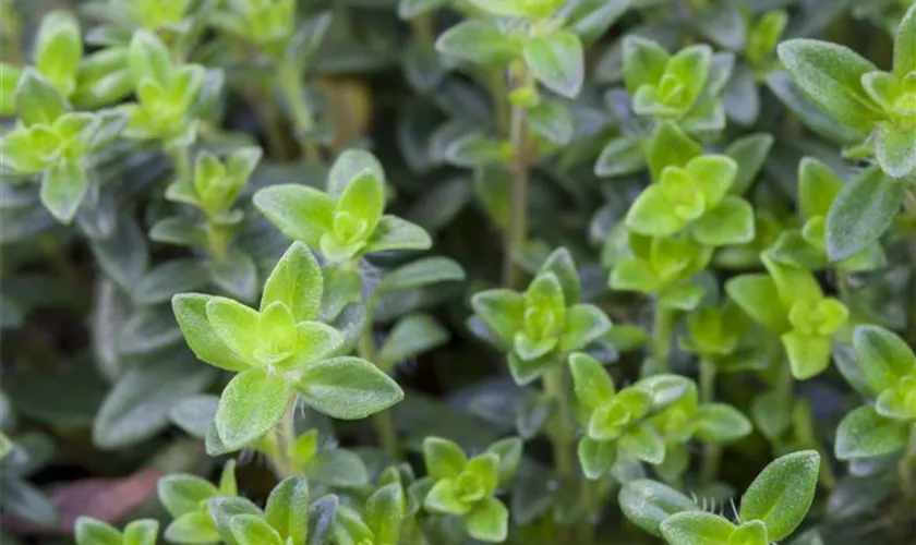 Thymus x citriodorus 'Goldy'