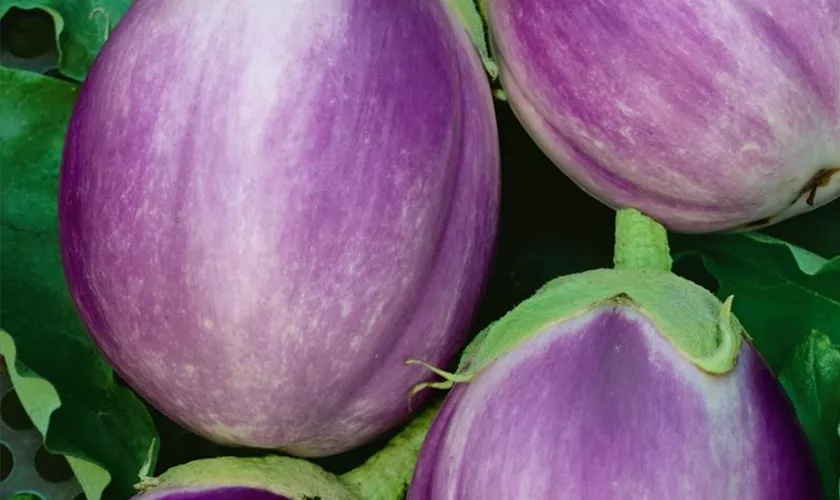 Solanum melongena 'Rosa Bianca'