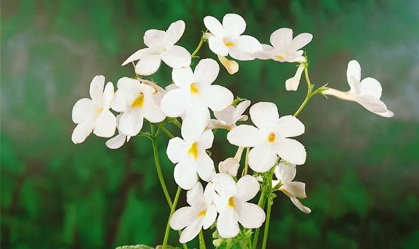 Streptocarpus haygarthii