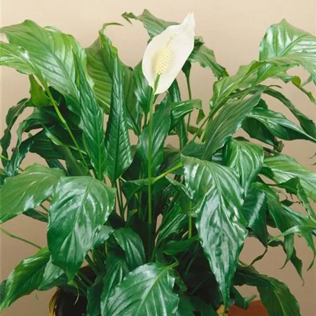 Spathiphyllum wallisii 'Claudius'