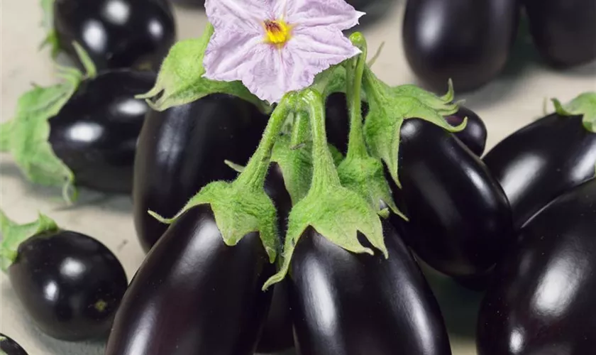 Solanum melongena 'Snacker'®