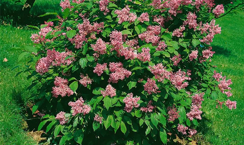 Syringa x prestoniae 'Isabella'