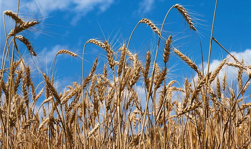 Triticum aestivum