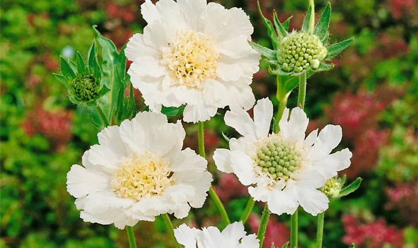 Große Garten-Skabiose 'Perfecta Alba'