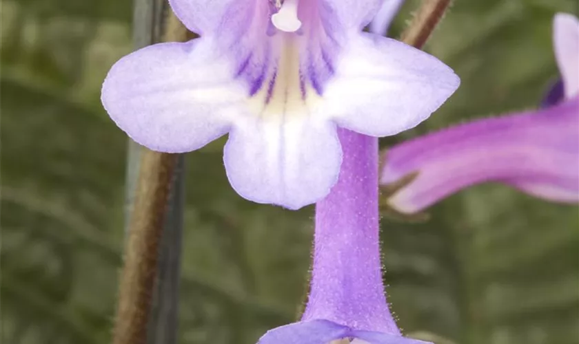 Streptocarpus parfuflora