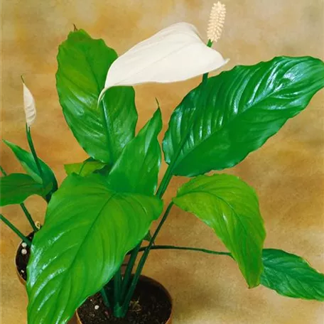 Spathiphyllum floribundum 'Quatro'