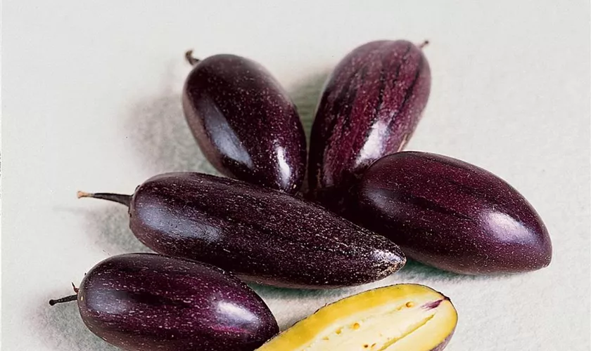 Solanum muricatum