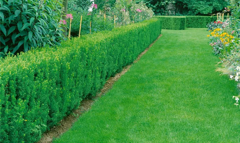 Taxus x media 'Straight Hedge'