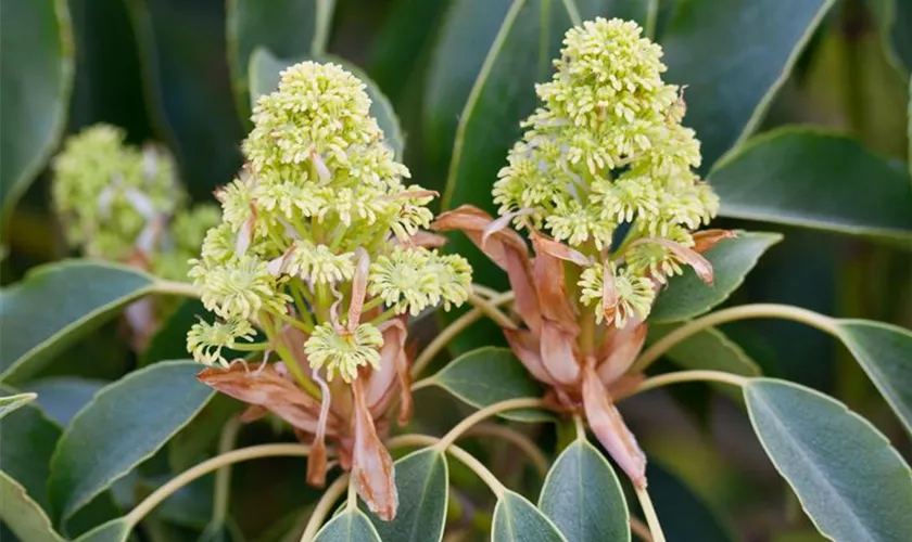 Trochodendron aralioides