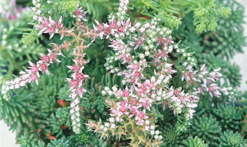 Sedum pulchellum