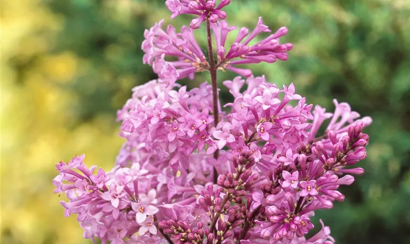 Syringa x prestoniae 'Nocturne'