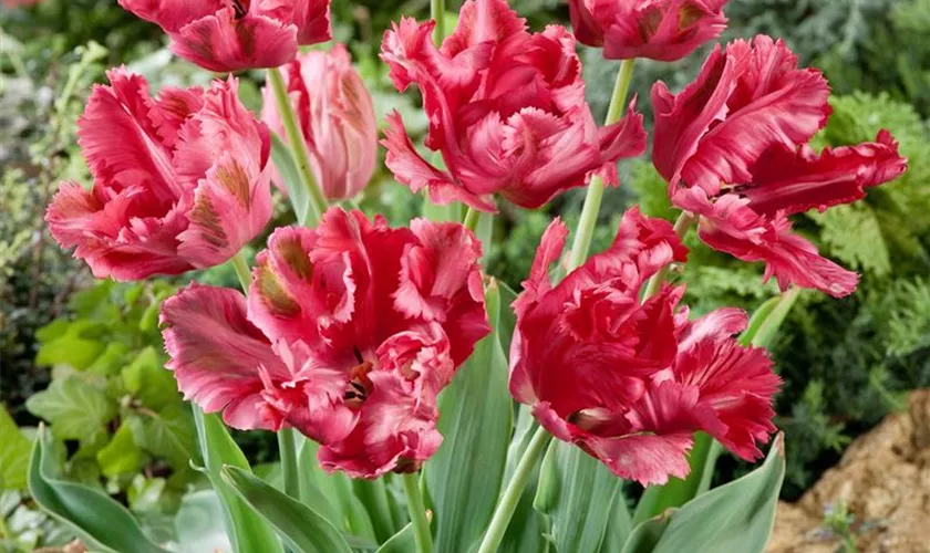 Tulipa 'Fantasy'