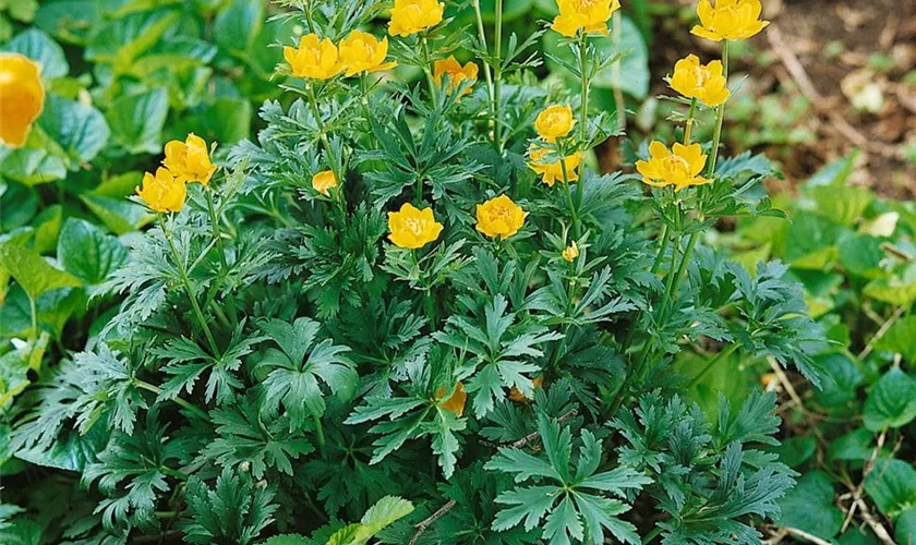 Trollius chinensis