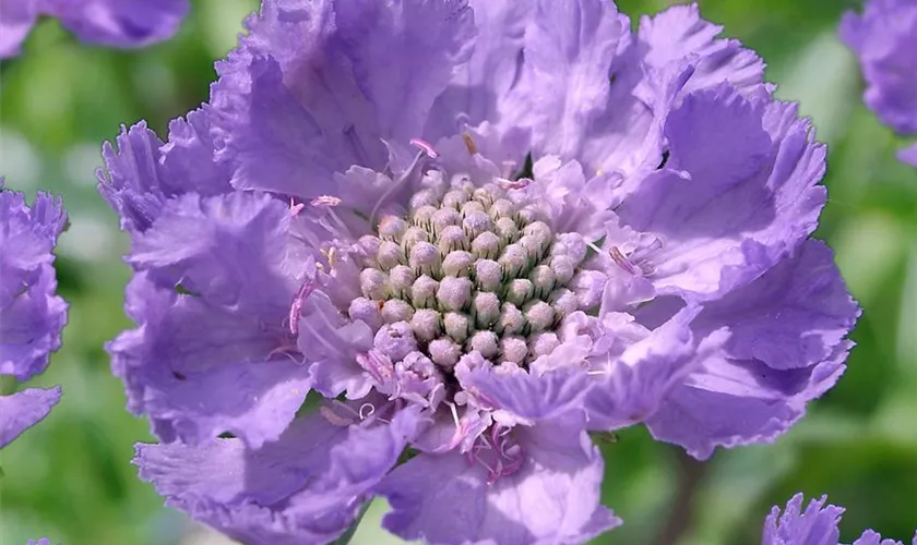 Große Garten-Skabiose 'Kompliment'