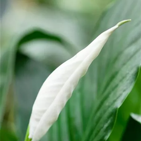 Spathiphyllum floribundum 'Tango'