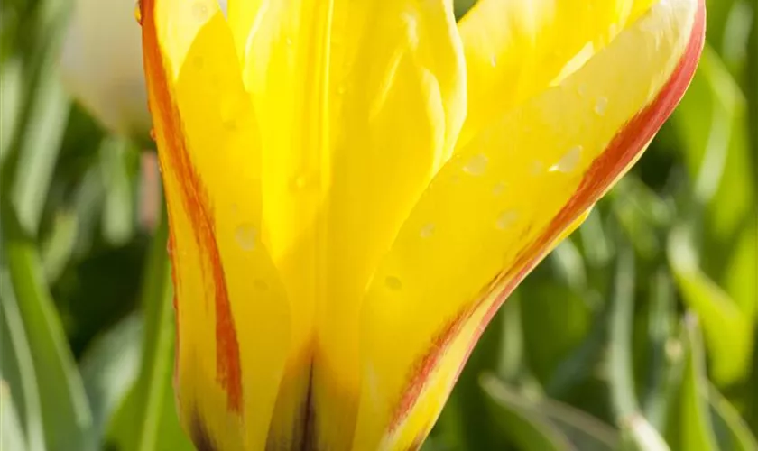 Tulipa 'Firework'