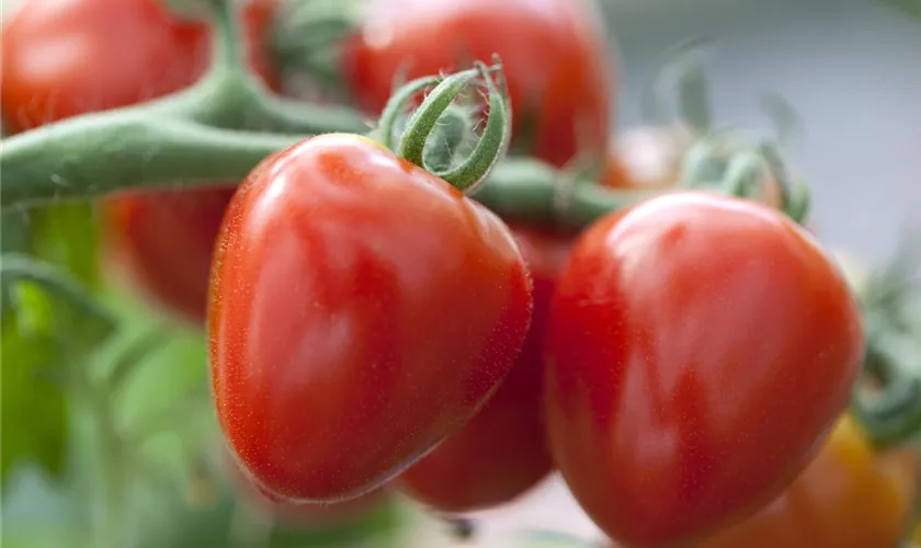 Tomate 'Gardenberry'