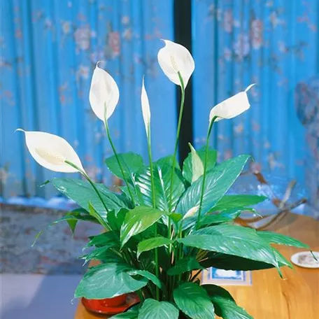 Spathiphyllum floribundum 'Verdi'