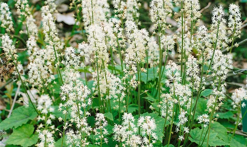 Tiarella cordifolia 'Black Snowflake'